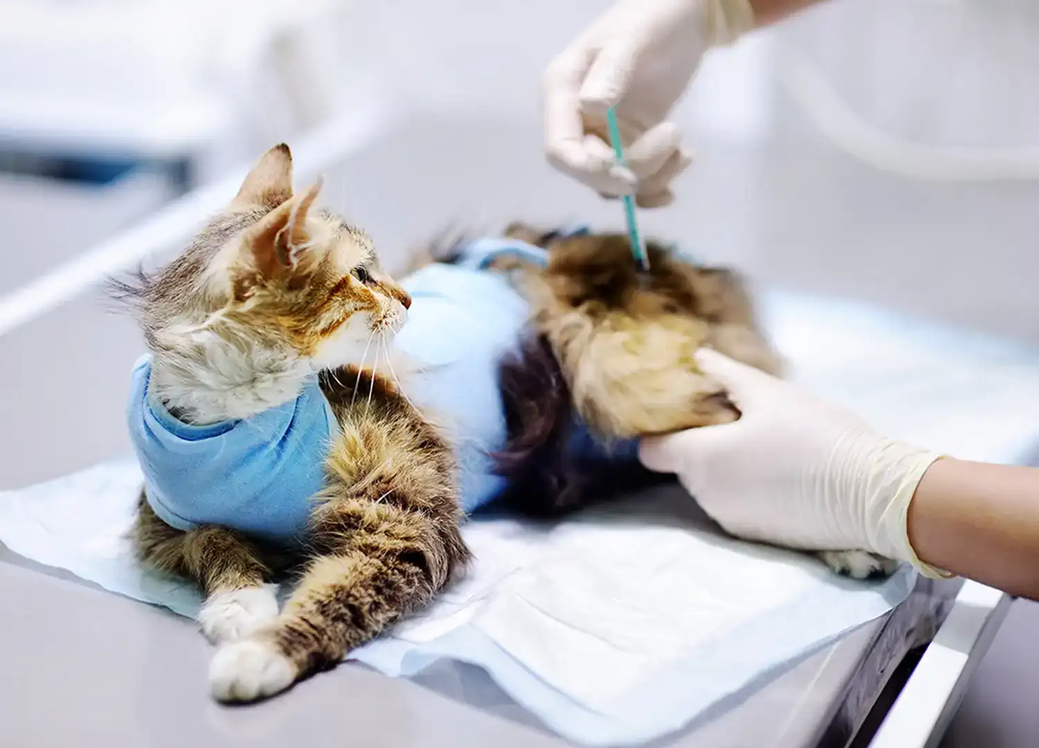 pets-and-pet-care